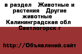  в раздел : Животные и растения » Другие животные . Калининградская обл.,Светлогорск г.